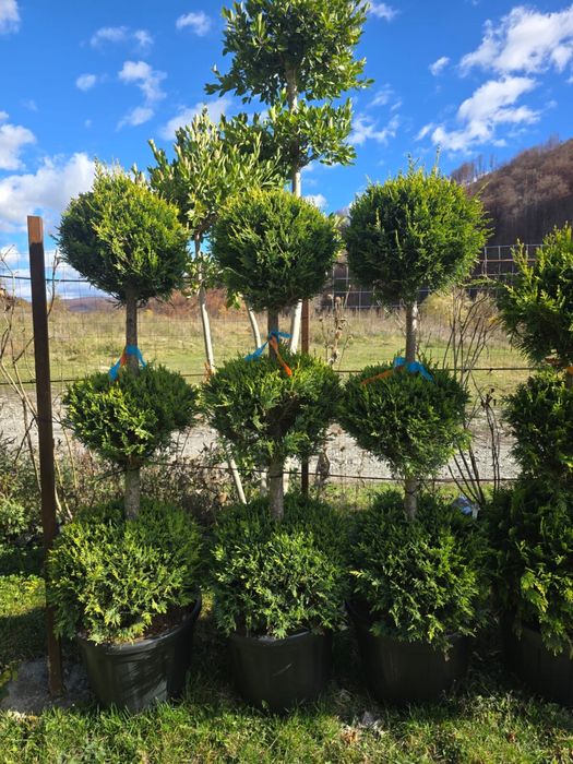 Plante de gradina / Tuia / Amenajari gradini / Copaci