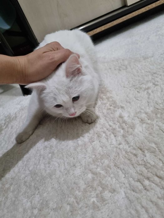 Срочно отдам даром потеряшка!!!