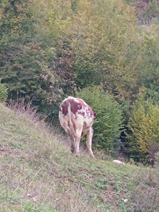 Taur bălțat bun de monta