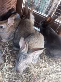 Продаю кроликов шиншила