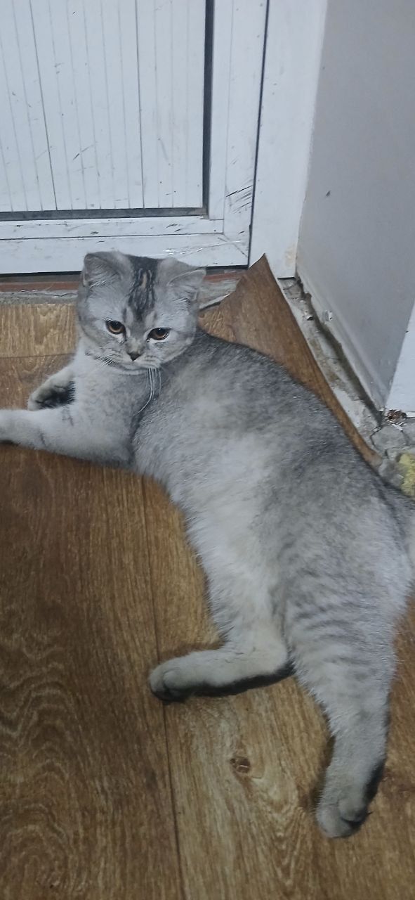 Sogʻlom sogʻligiga javob beramiz