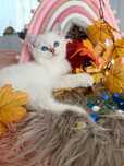 Motanei British shorthair
