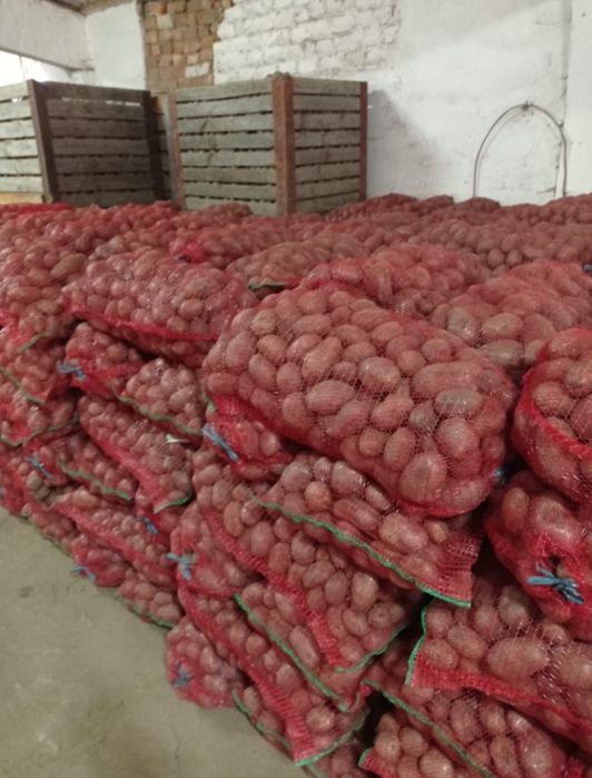 Vând cartofi de consum