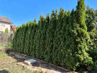 16 buc Thuja Tuia Smaragd Columnaris inaltime 300-400cm gard viu