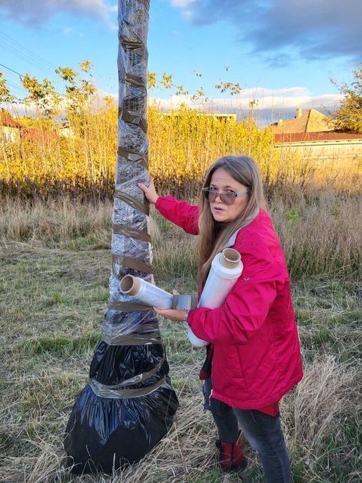 Puieti de nuc altoiti si micorizati