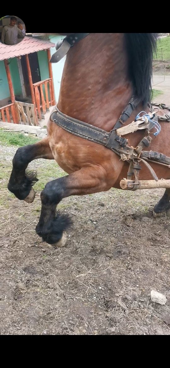 Vând cal de 4 ani garantat și in 1 și în 2