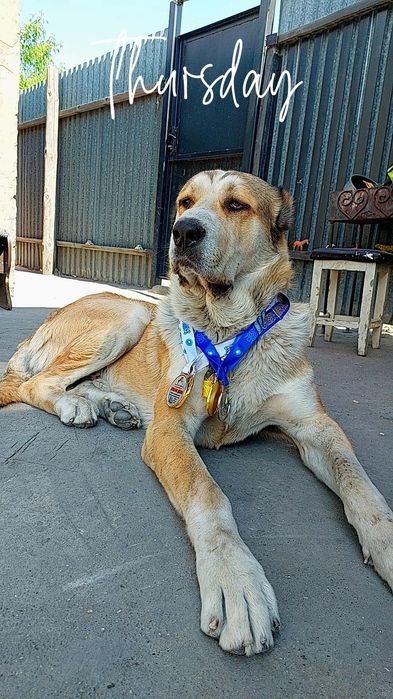 Молодой алабай для вязки