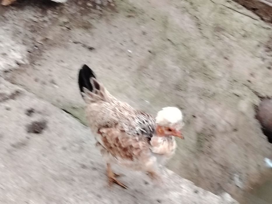 Găini americane și cocoșel