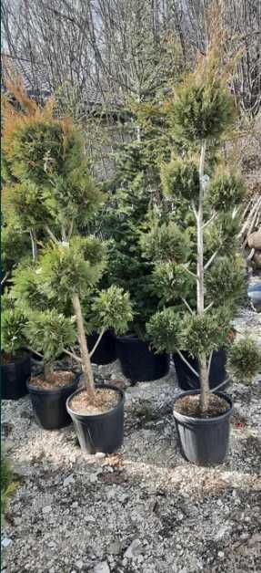 Plante Ornamentale