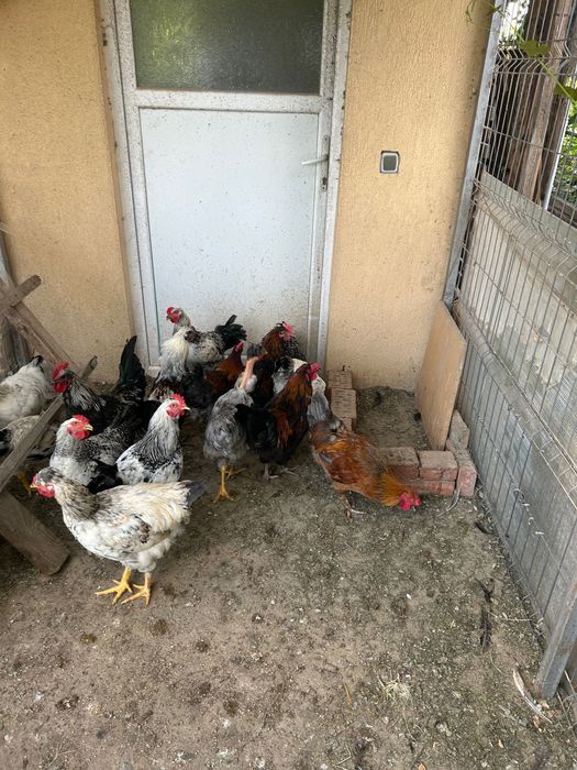 Cocoși de anul acesta de vanzare