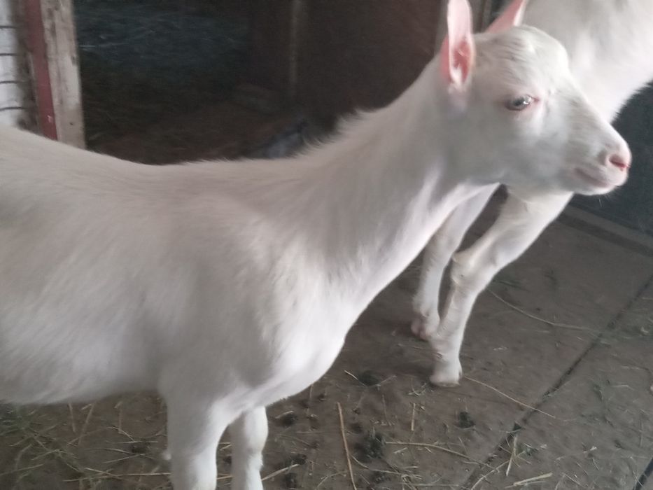 Vand 2 tapici saner si o ieduta metis