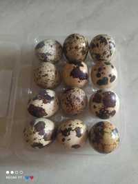 Vând oua de prepeliță
