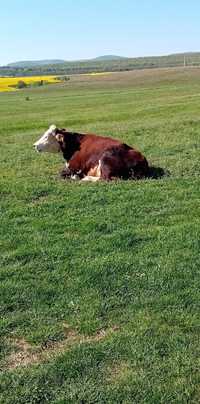 Крава бремена свободна
