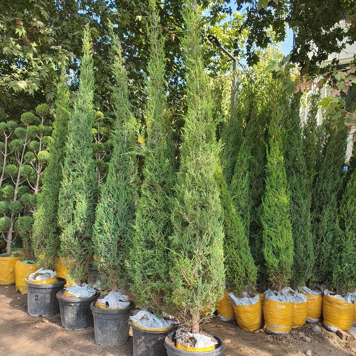 Мажвеник Стрижка арча archa оптом нархда