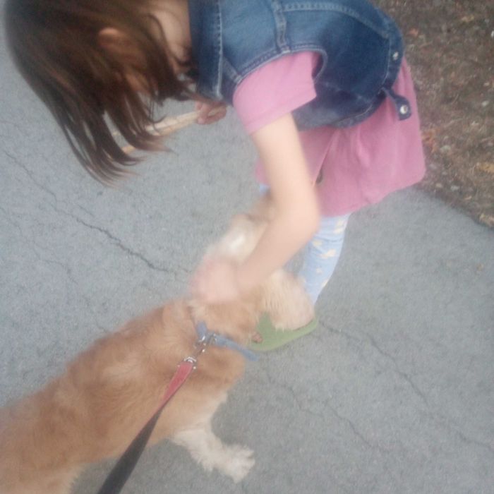 Кокер шпаньол продавам