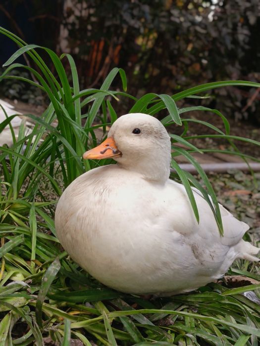 Rațe pitice olandeze