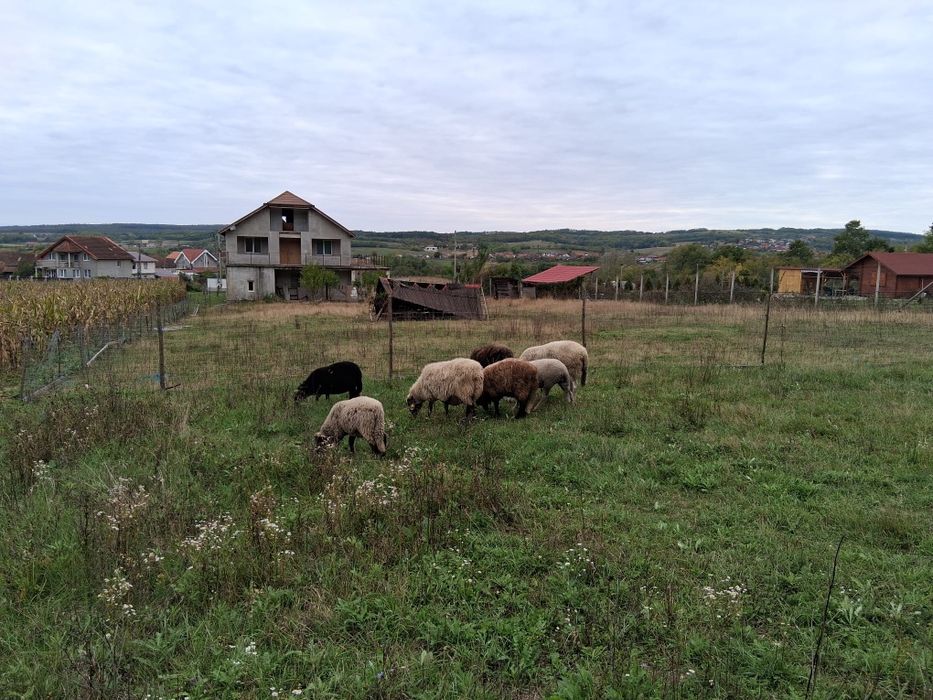 De vânzare  oi și miei