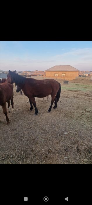 Жылкылар кулынымен