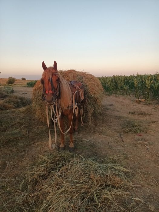 De vanzare o iapa cuminde si buna de caruta