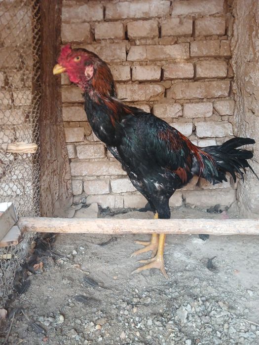 Xo‘roz sotiladi xo‘roz