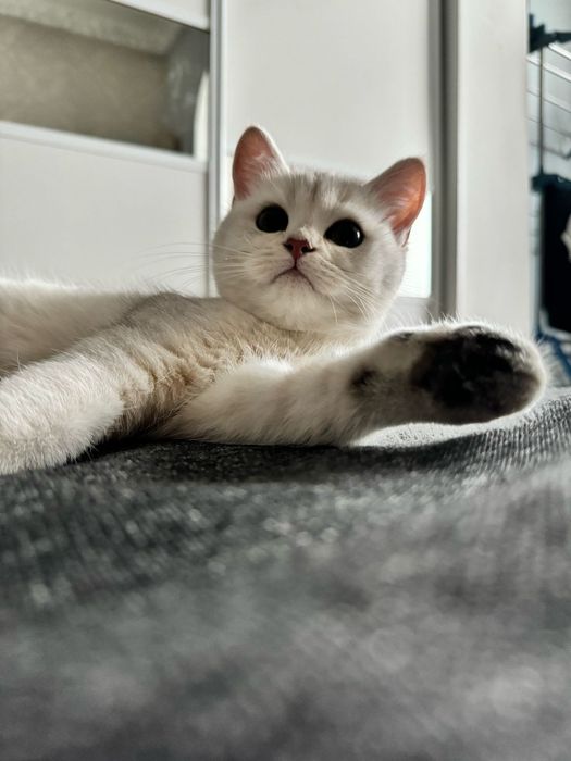 Продаем кота ! В хорошие руки!