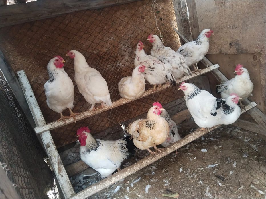 Продаются домашние куры