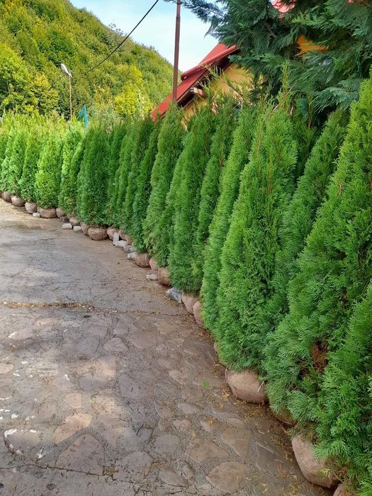 Tuia smaragd uriași la super pret, oferim transport și plantat