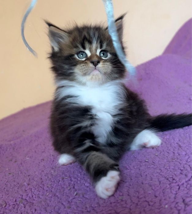 Котята мейн-кун из проф питомника.