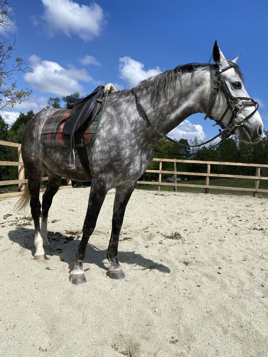 De Vanzare Cal Castrat Varsta 7 Ani