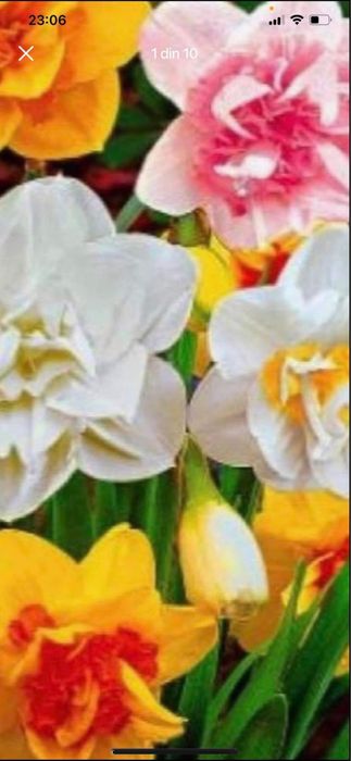 Bulbi de narcise 0,50 bsni buc