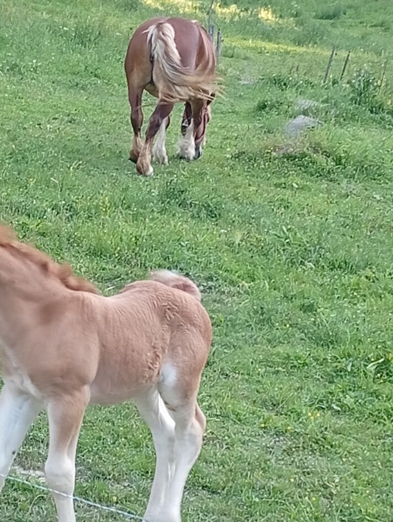 Iapa de vânzare cu mânza