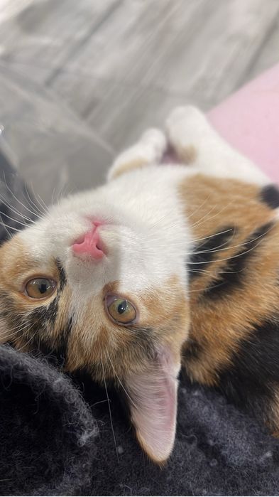 Котёнок трёхцветка, девочка