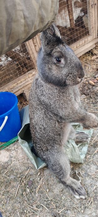 Продам кроликов порода шиншилл и великан