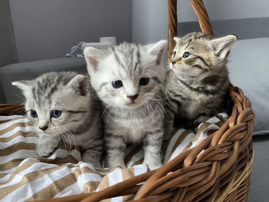 Британские котята