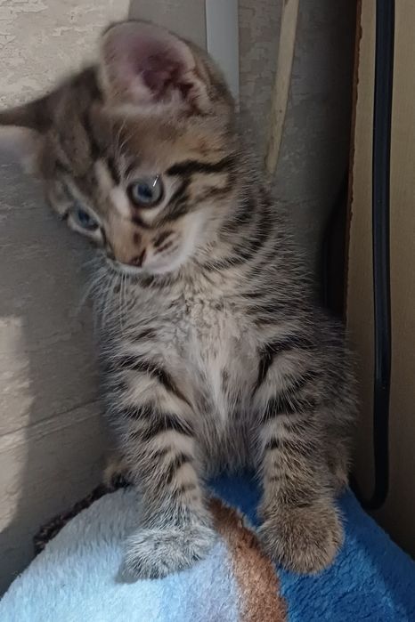 Котенок ищет новый дом