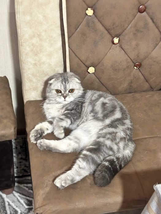 Кошка домашная парода