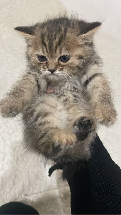 Продам в добрые руки шотландских вислоухих котят