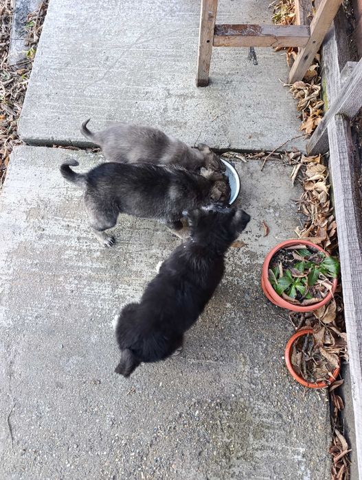 Щенки отдам даром