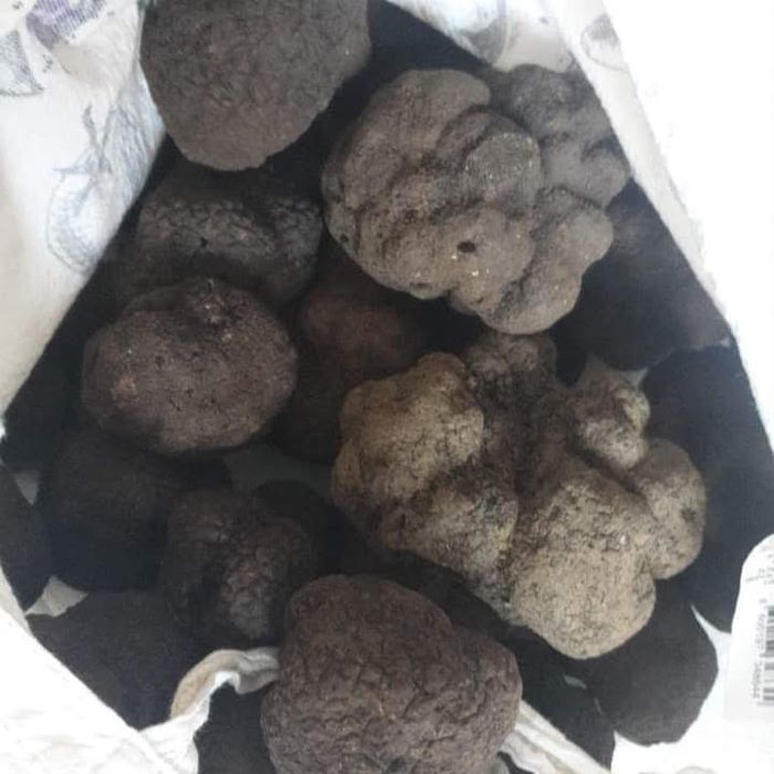 Черен есенен трюфел (Tuber Uncinatum)