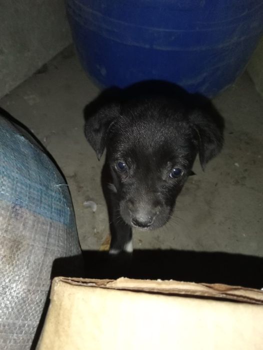 Отдаем в добрые руки  щенок мальчик