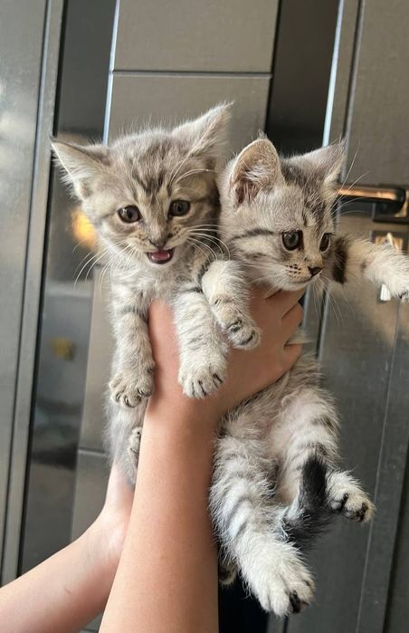 Британские скоттиш страйты