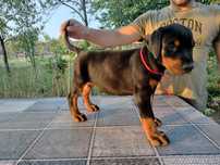 Rezervare femela doberman neagra cu pete de foc