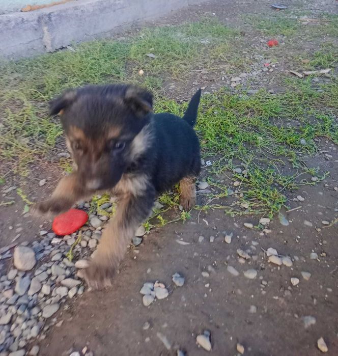 Продаётся Щенки немецкой овчарки. Чистокровные