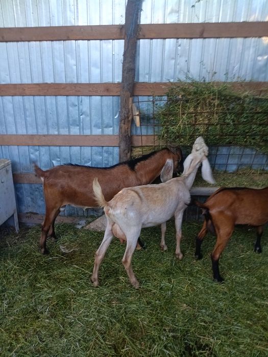 De vanzare capre si Țap