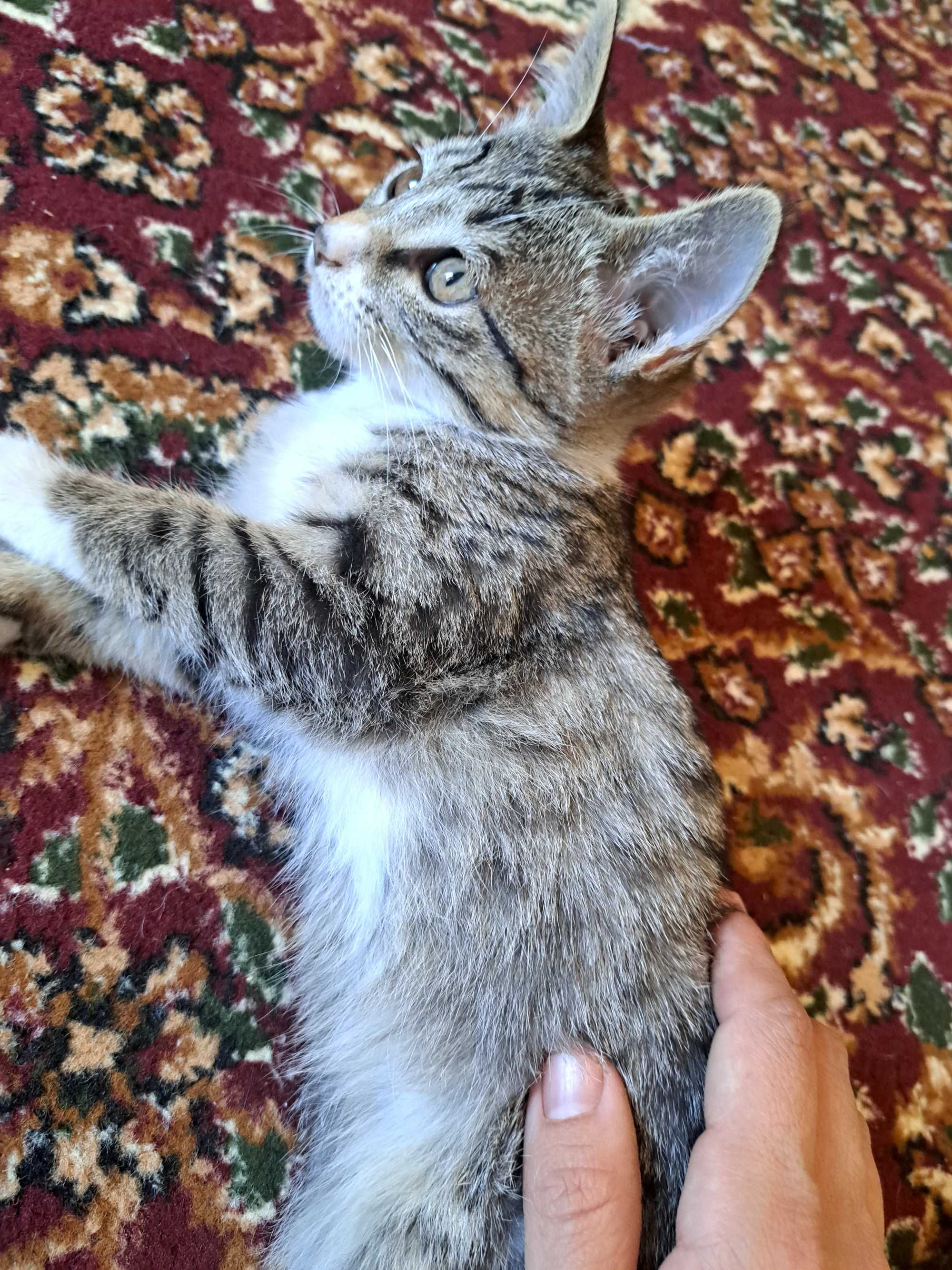 Mushukcha beriladi xadyaga yaxshi insonlarga beraman
