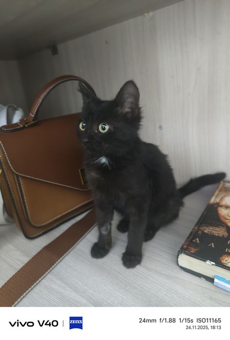 Өте акылды кыз мысык