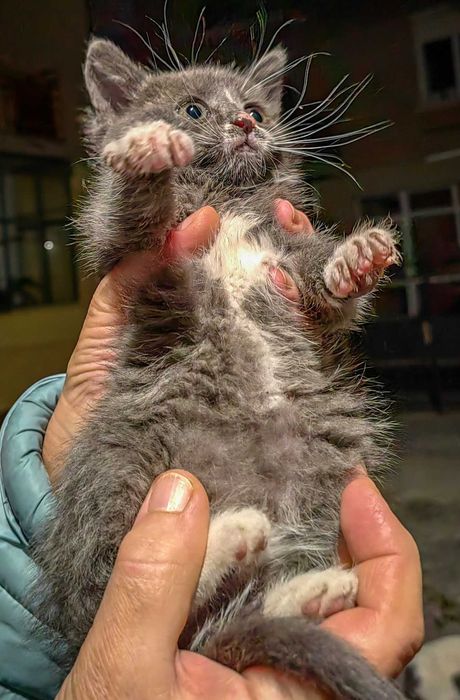 Котeта Бети, Сали, Джими и Мери в търсене на любящи стопани