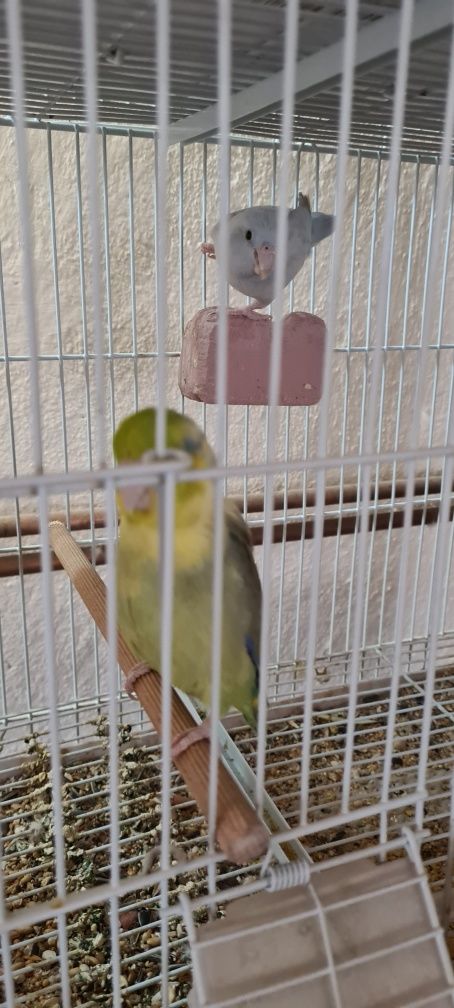 Vand 3 perechi reproducătoare de Forpus Coelestis