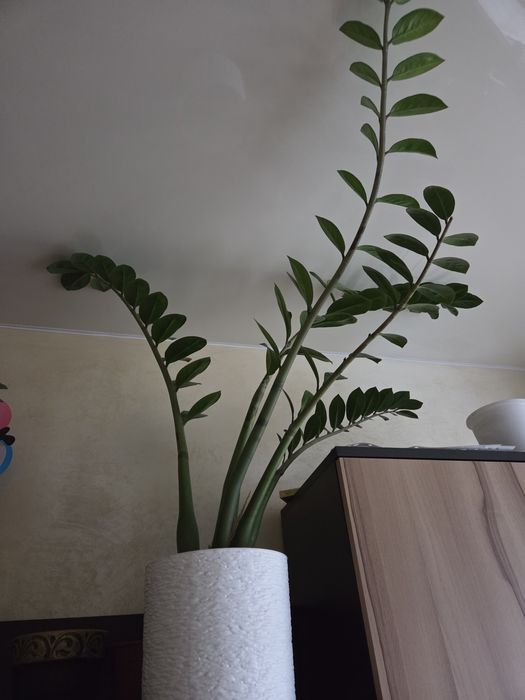 Отдам замиокулькас за шоколад Казахстан (Рахат)