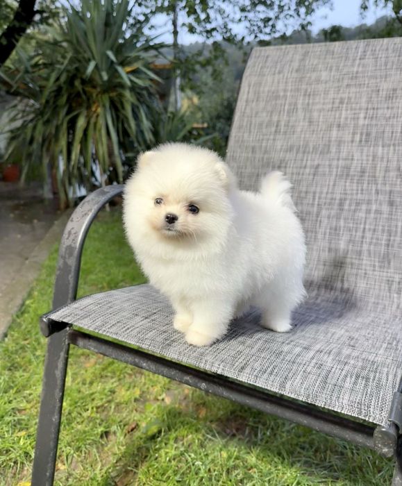 Померан Момче малко кученце